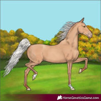 Horse Color:Silver Amber Champagne