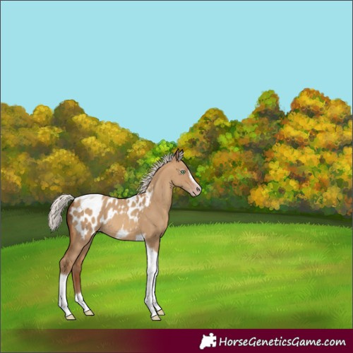 Horse Color:Gray Silver Sable Champagne Dun Tobiano Frame Appaloosa Rabicano 