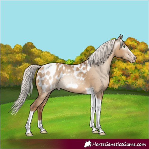 Horse Color:Gray Silver Sable Champagne Dun Tobiano Frame Blanket Rabicano 