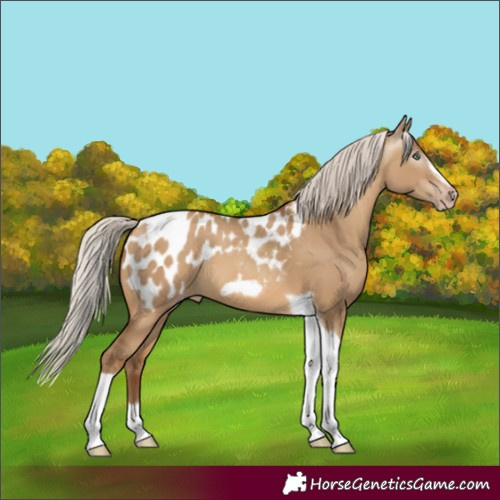 Horse Color:Gray Silver Sable Champagne Dun Tobiano Frame Appaloosa Rabicano 