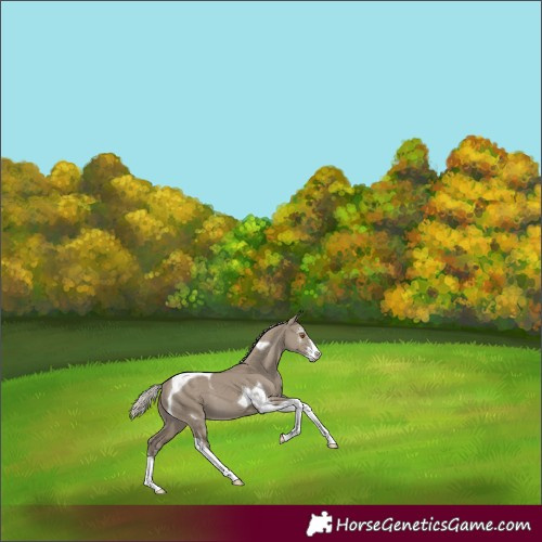 Horse Color:Silver Smoky Grullo Sabino Tobiano 