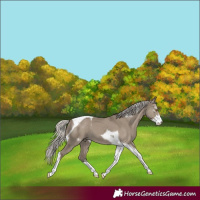 Horse Color:Silver Smoky Grullo Sabino Tobiano 