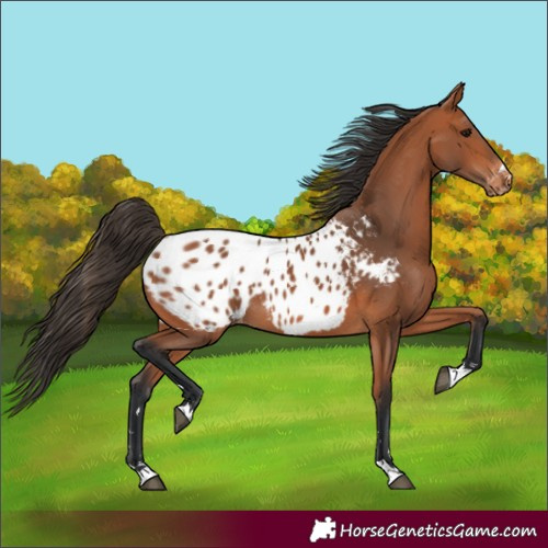 Horse Color:Unknown 