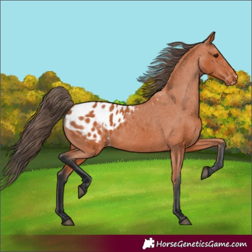 Horse Color:Bay Frame Blanket