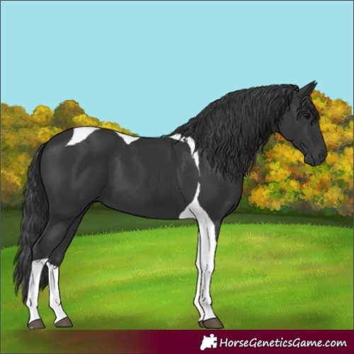 Horse Color:Black Tobiano 