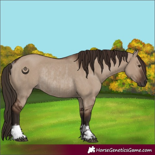 Horse Color:Liver Red Dun  and Liver Red Dun Rabicano 