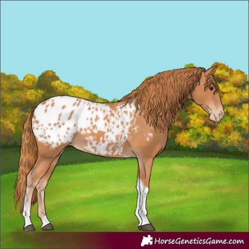 Horse Color:Chestnut Tobiano Blanket