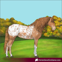 Horse Color:Chestnut Tobiano Appaloosa
