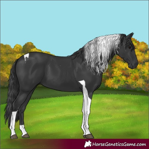Horse Color:Black Tobiano 
