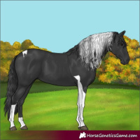 Horse Color:Black Tobiano