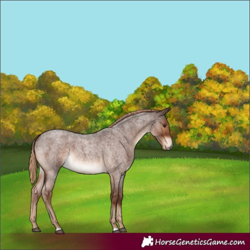 Horse Color:Liver Red Roan 