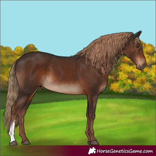 Horse Color:Liver Chestnut Sabino Rabicano