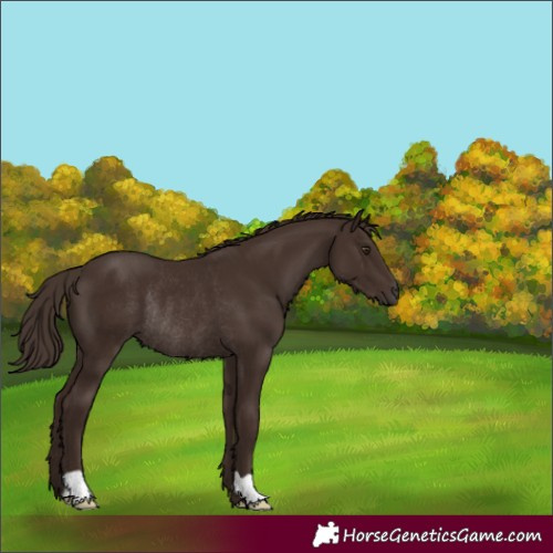 Horse Color:Liver Chestnut Rabicano