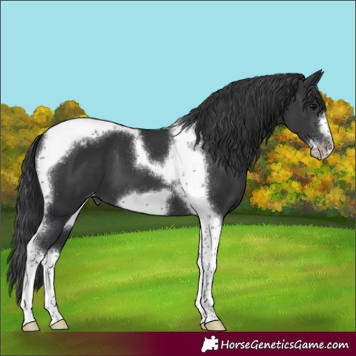 Horse Color:Black Tobiano Frame Appaloosa 