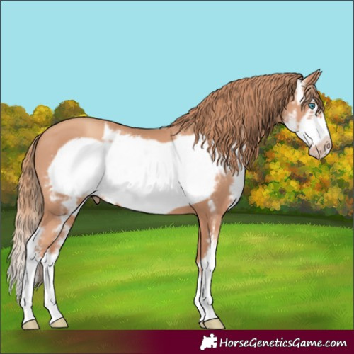 Horse Color:Gold Champagne Sabino Frame