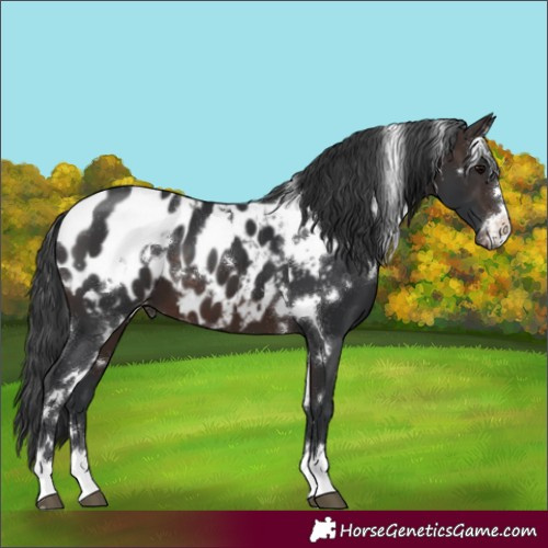 Horse Color:White Spotted Brown Appaloosa 