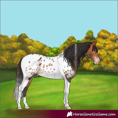 Horse Color:Bay Tobiano Appaloosa Rabicano