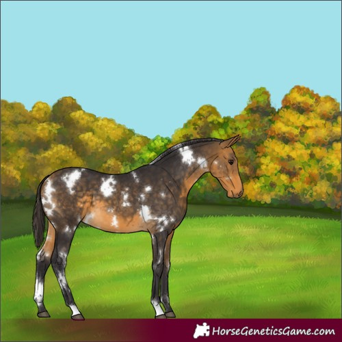 Horse Color:White Spotted Buckskin