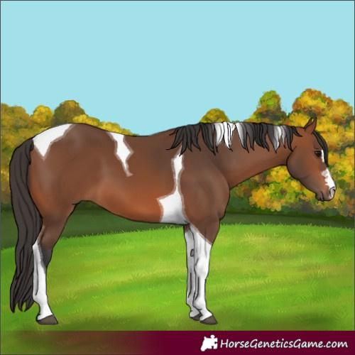Horse Color:Bay Tobiano 