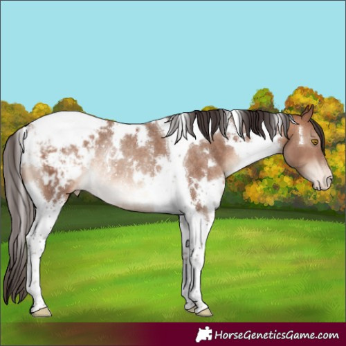 Horse Color:White Spotted Sable Champagne Tobiano Appaloosa Rabicano