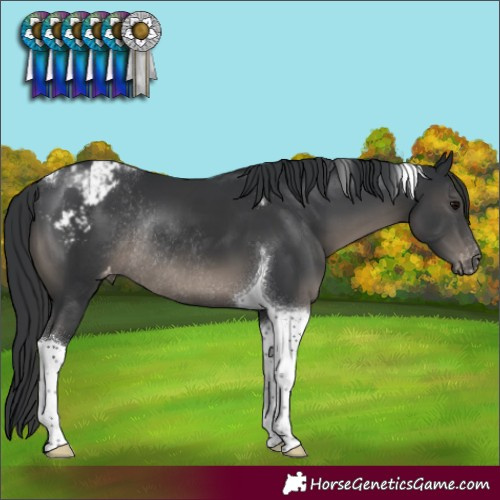 Horse Color:Black Tobiano Varnish Rabicano 