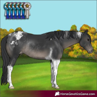 Horse Color:Black Tobiano Appaloosa Rabicano