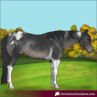 Horse Color:Black Tobiano Appaloosa Rabicano