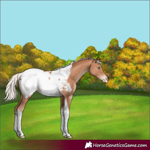 Horse Color:Silver Sable Champagne Tobiano Appaloosa Rabicano 