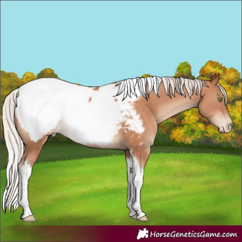 Horse Color:Silver Sable Champagne Tobiano Appaloosa Rabicano