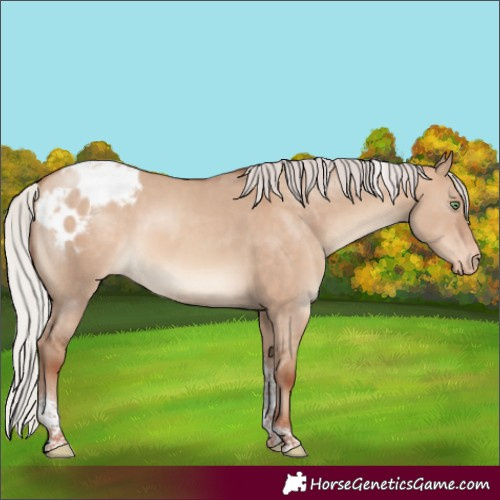 Horse Color:Silver Sable Champagne Dun Tobiano Appaloosa Rabicano 