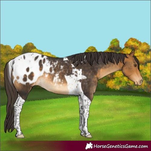 Horse Color:Buckskin Tobiano Blanket Rabicano