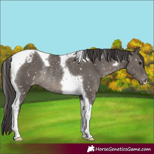 Horse Color:Smoky Grullo Tobiano Appaloosa Rabicano