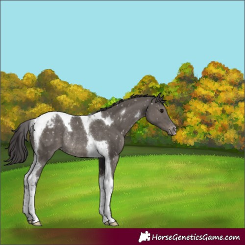 Horse Color:Smoky Grullo Tobiano Appaloosa Rabicano 