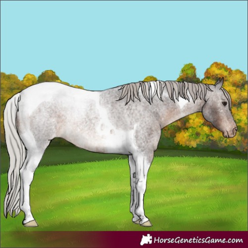 Horse Color:Silver Brown Roan Tobiano Blanket Rabicano 