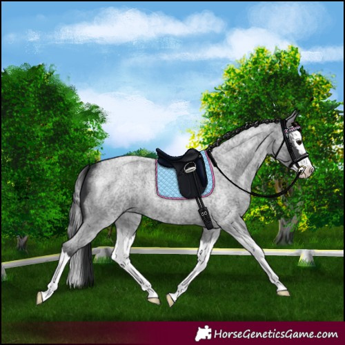 Horse Color:Blue Roan Splash