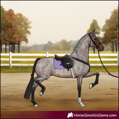 Horse Color:Gray Bay Roan 