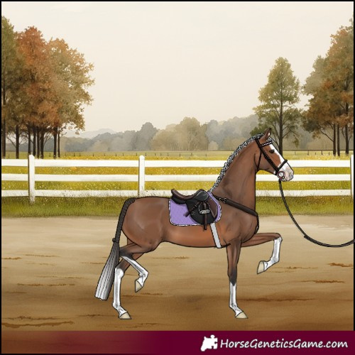 Horse Color:Bay Splash 