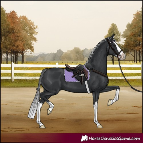 Horse Color:Black Splash 