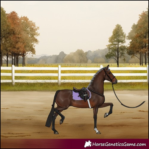 Horse Color:Gray Bay 