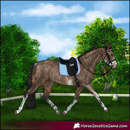 Horse Color:Bay Dun Rabicano and Gray Brown Dun Sabino Rabicano