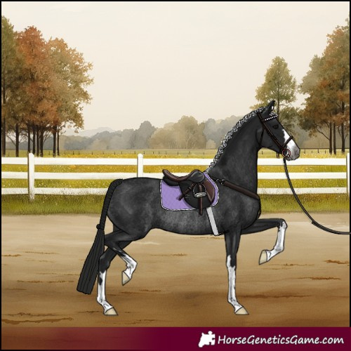 Horse Color:Gray Black Rabicano 