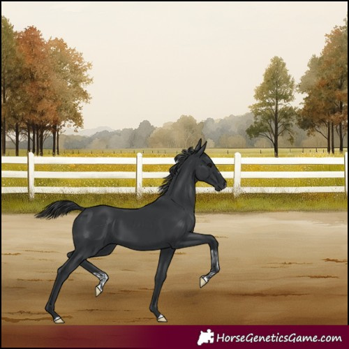 Horse Color:Black  and Black 