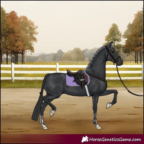 Horse Color:Black  and Black 