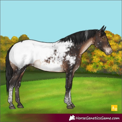 Horse Color:Brown Tobiano Near Fewspot Rabicano 