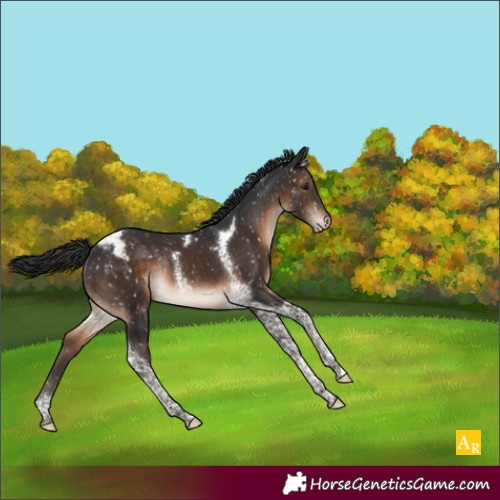 Horse Color:Brown Tobiano Appaloosa Rabicano 