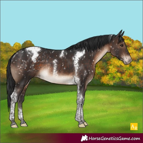 Horse Color:Brown Tobiano Appaloosa Rabicano
