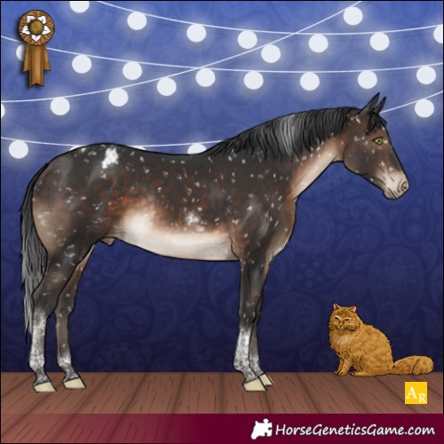 Horse Color:Brown Tobiano Appaloosa Rabicano