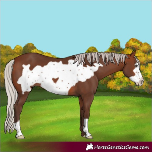 Horse Color:Silver Brown Frame