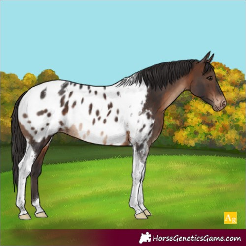 Horse Color:Brown Tobiano Appaloosa Rabicano 