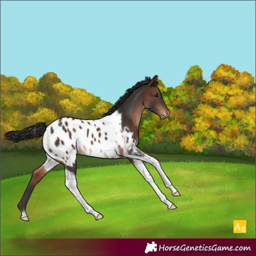 Horse Color:Brown Tobiano Appaloosa Rabicano 